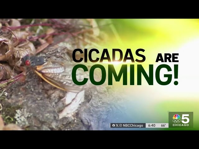Everything you need to know about the 2024 Cicada emergence