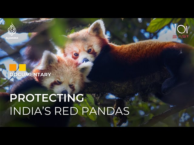 ⁣How India is racing against time to save the endangered red panda | 101 East Documentary