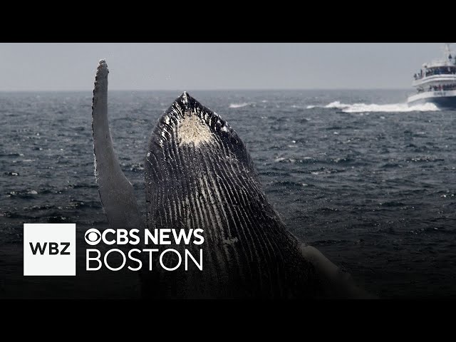 ⁣Whale watching season begins in Boston after delay