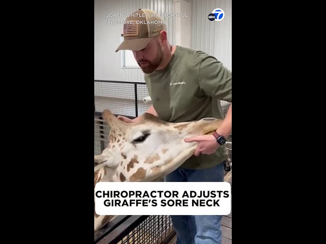 ⁣Chiropractor helps giraffe in need