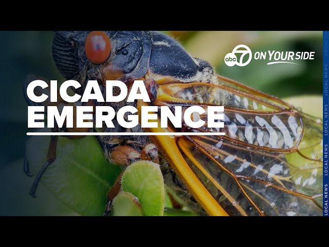 ⁣How to keep your pets safe during summer's historic cicada emergence