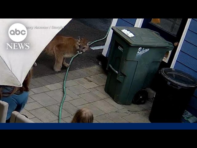 ⁣Family has encounter with cougar in backyard of home