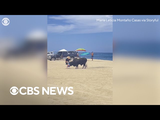 ⁣Woman attacked by bull on Mexico beach after ignoring warnings