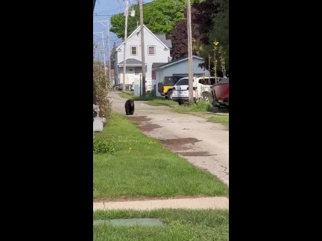 ⁣Black bear strolls through Michigan beach town