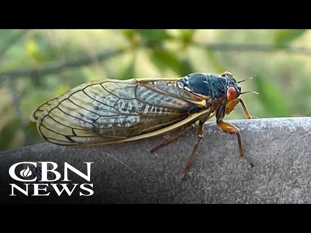 ⁣'Cicada-geddon': 17 States to Be Overrun with Trillions of Bugs