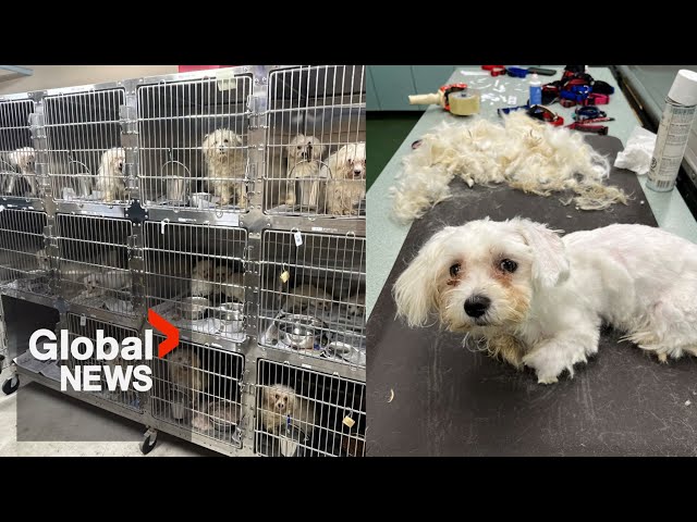 ⁣"Horrific": 68 dogs rescued from Winnipeg home in province's largest animal seizure