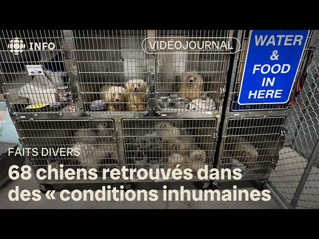 ⁣Une saisie importante de 68 chiens maltraités à Winnipeg | Vidéojournal