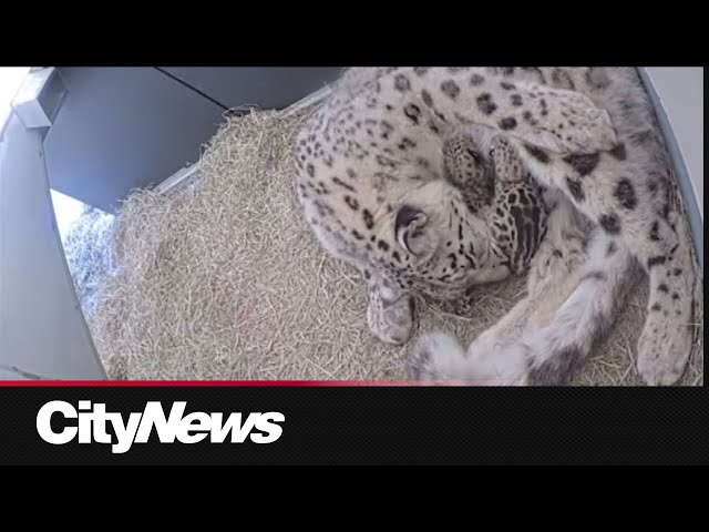 ⁣Toronto Zoo celebrating the birth of snow leopard cubs and it's 50th anniversary