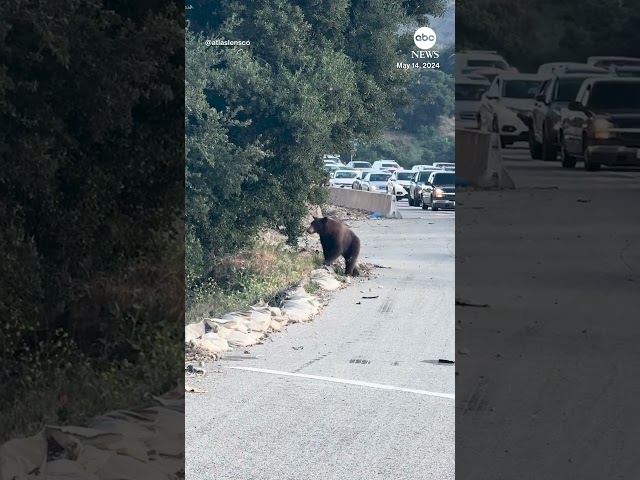 ⁣Bear stops traffic on Southern California freeway