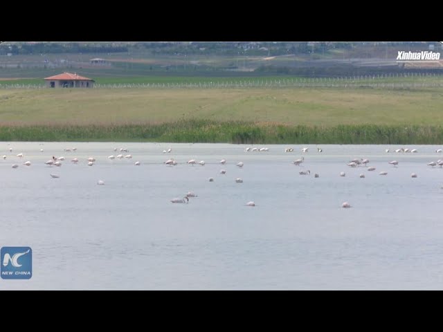⁣Türkiye's Ankara lakes welcome migratory birds