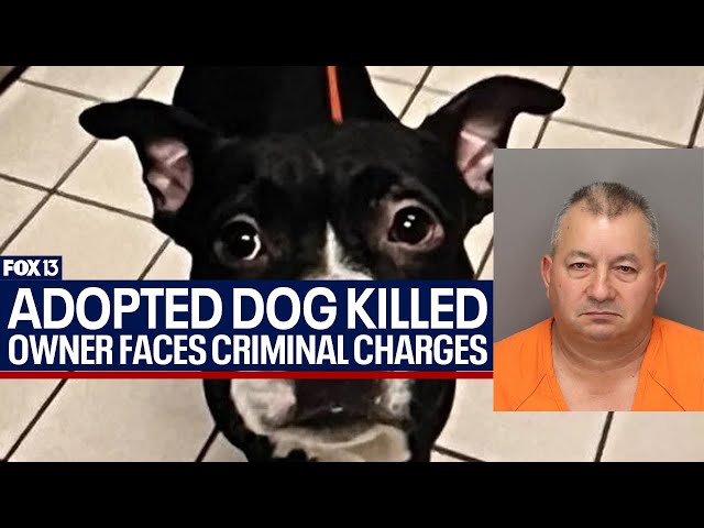 ⁣Man accused of killing newly adopted dog