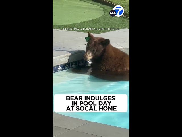 ⁣Bear indulges in pool day at La Cañada home