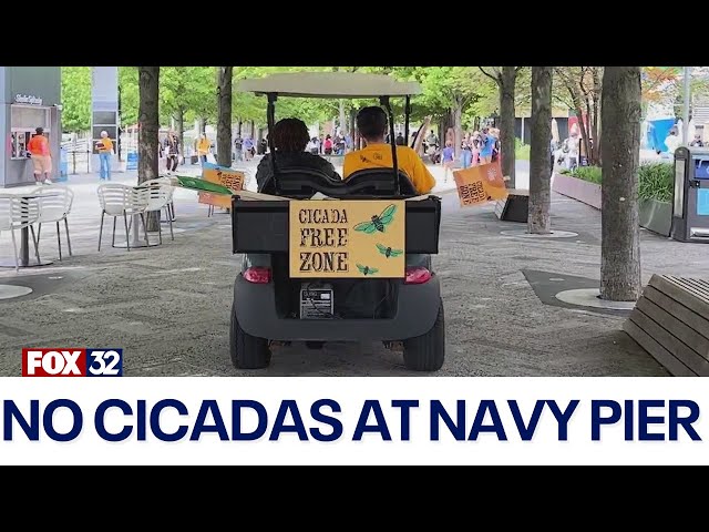 ⁣Navy Pier declared cicada-free zone amidst ongoing invasion frenzy