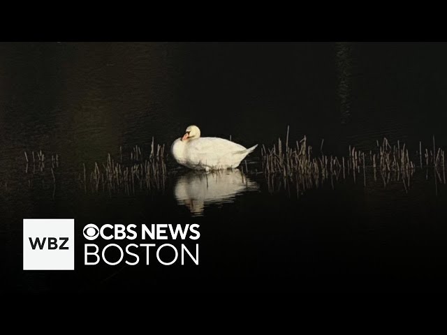 ⁣2 swans killed with "projectile" at Nabnasset Pond in Westford