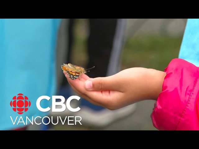 ⁣Surrey, B.C., students learn important life lessons through butterflies