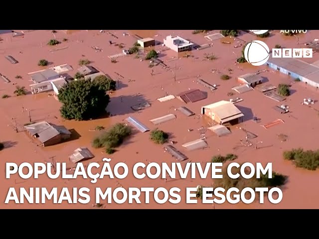 ⁣População convive com animais mortos, esgoto exposto e mau cheiro em Porto Alegre