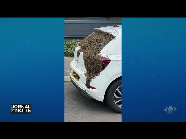 ⁣Enxame de abelhas se apossam de carro na Escócia