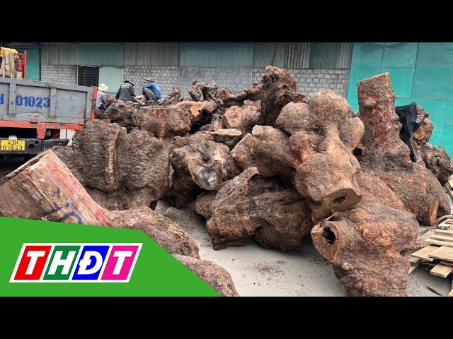 ⁣Quảng Nam: Bắt vụ vận chuyển gỗ lậu trị giá hơn 3 tỷ đồng | THDT