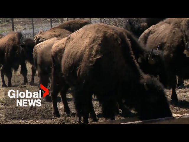 ⁣Bison in Atlantic Canada? Nova Scotia farm hopes to become tourist attraction