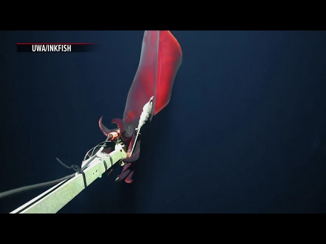⁣Rare deep-sea squid with 'headlights' filmed by scientists