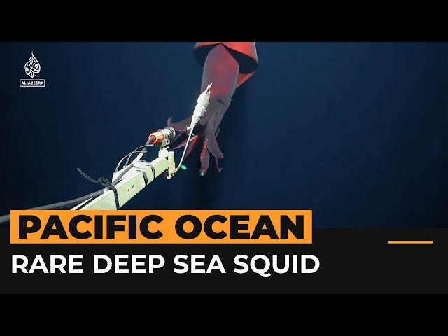 ⁣Rare deep-sea squid filmed by scientists | AJ #shorts