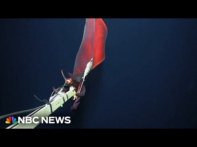 ⁣Watch: Squid captured by underwater camera that it mistook for food