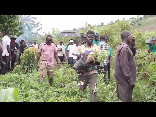 ⁣Restoration of Mabira forest cover– NFA partners with ERA to cover 15 acres