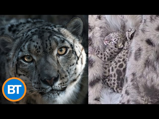 ⁣Toronto Zoo announces birth of two snow leopards