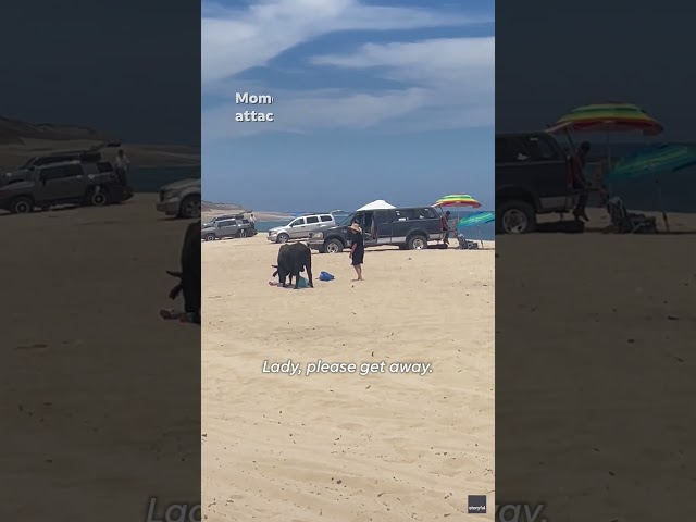 ⁣Watch: Tourist in Mexico attacked by bull on beach in Los Cabos #Shorts