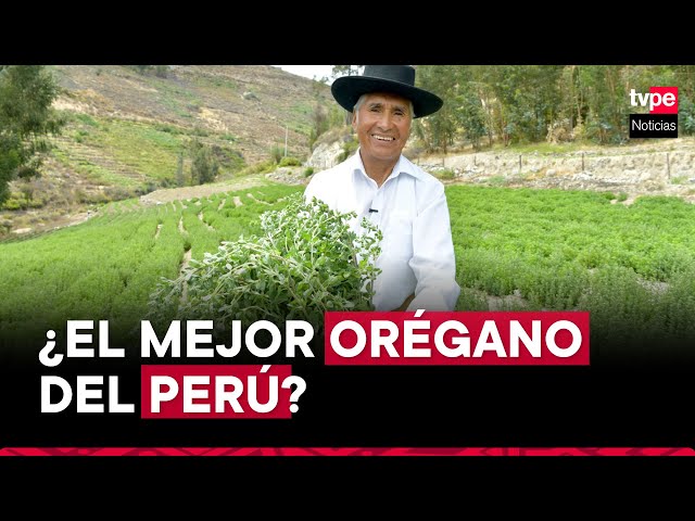 ⁣Orégano de Tacna es reconocido por Indecopi por su calidad