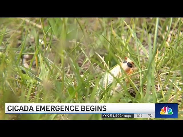 ⁣Cicadas are HERE! Cicadas begin emergence in droves, leaving some residents to celebrate