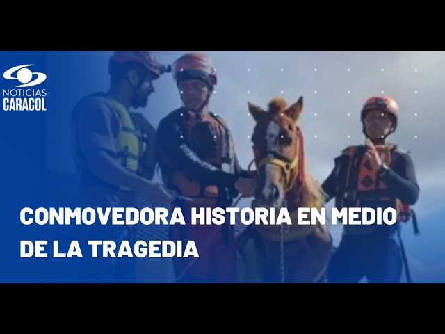 ⁣La historia detrás del rescate del caballo Caramelo