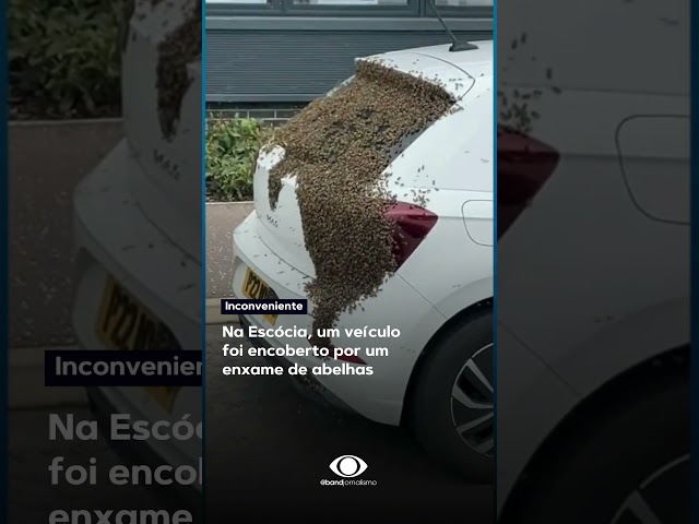⁣Enxame de abelhas encobre carro no EUA #shorts