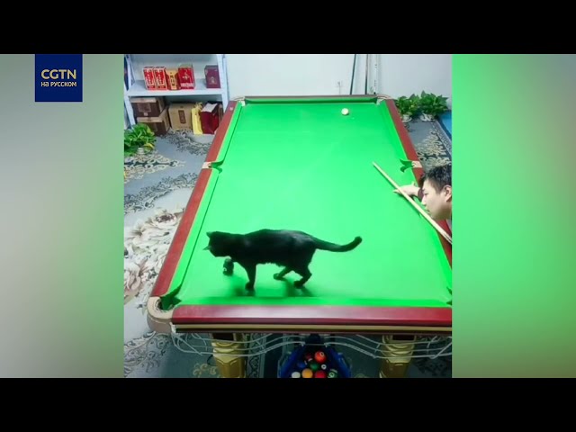 ⁣В китайской бильярдной в игре участвовал черный кот