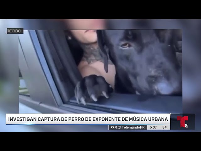 Desaparición del perro de reguetonero destapa una caja de Pandora