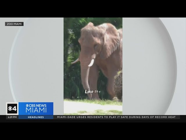 Zoo Miami celebrates National Endangered Species Day