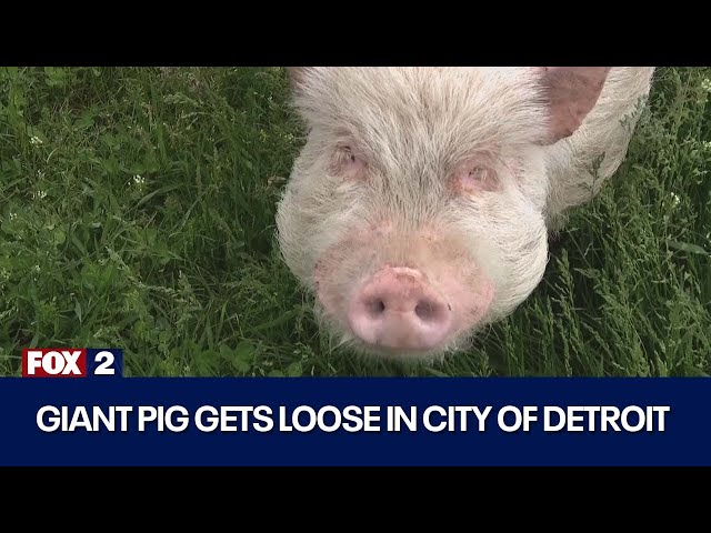 ⁣Big pig on the loose in Detroit