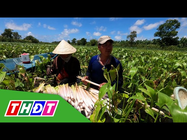 ⁣Cà Mau: Đặc sản rau mác giúp người dân có thu nhập | THDT