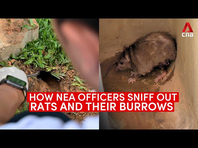⁣How NEA officers sniff out rats and their burrows across Singapore