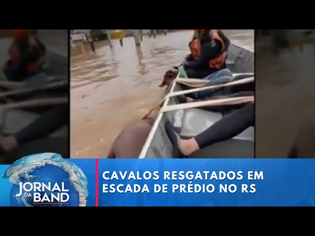 Cavalos resgatados em escada de prédio no RS | Jornal da Band