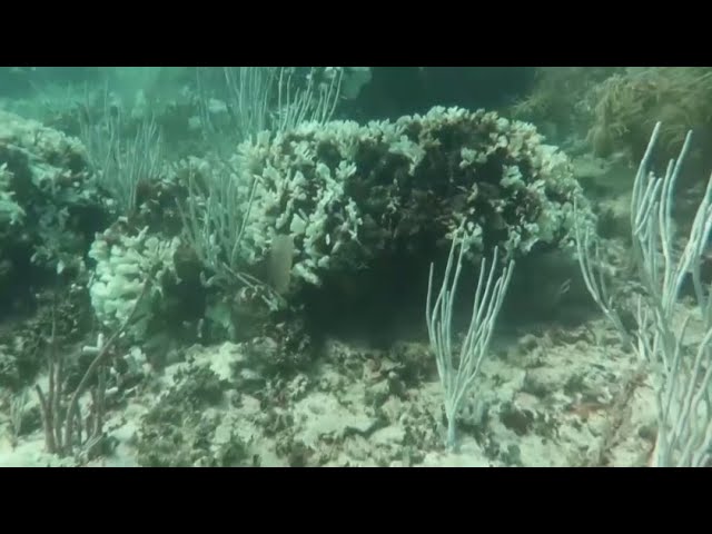 ⁣60% кораллов во всём мире подверглись обесцвечиванию