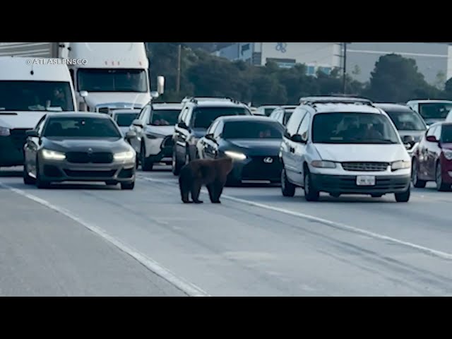 ⁣Bear wanders into SoCal freeway and delays traffic