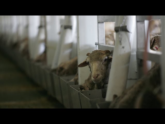 ⁣Farmers want to ‘keep’ the live sheep export trade