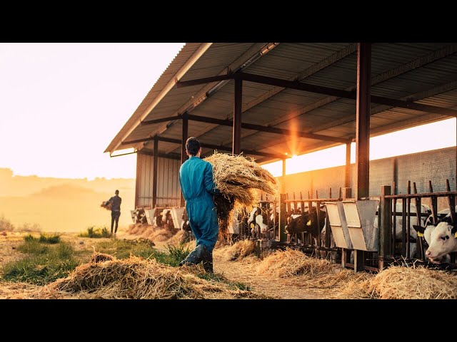 ⁣‘Frustrated’ farmers haven’t been able to have a ‘voice’ with the Albanese government