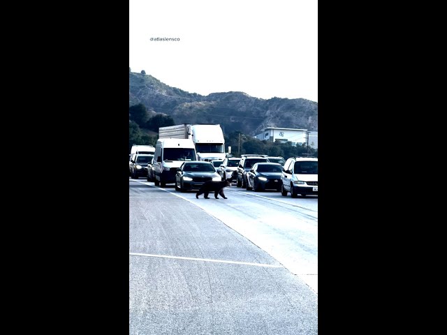 ⁣SoCal traffic brought to standstill after bear wanders onto freeway
