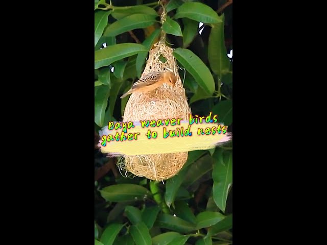 ⁣Baya weaver birds gather to build nests