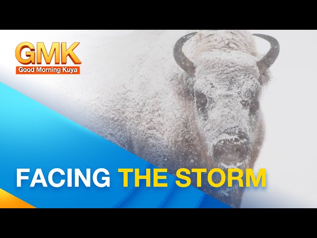 ⁣Mga nakamamanghang katangian ng bison | Wonders of Creation