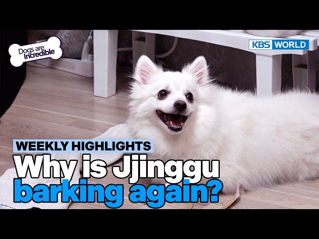 ⁣[Weekly Highlights] I must protect my mom! [Dogs Are Incredible] | KBS WORLD TV 240514