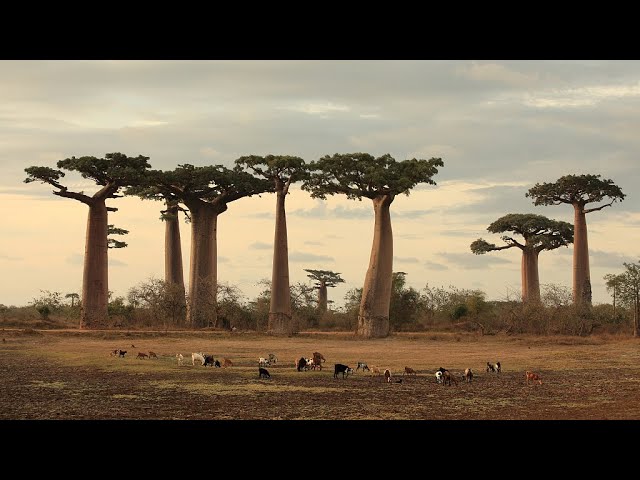 ⁣New study sheds light on baobab trees' evolution