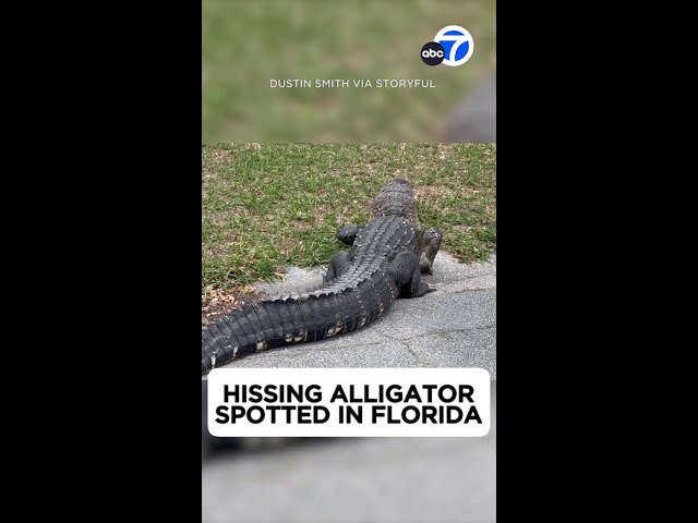 ⁣Alligator hisses as Florida motorist stops for close-up video